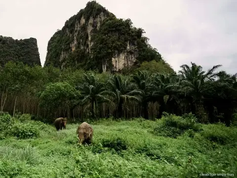 Ethical Elephant Sanctuary and Tiger Cave Temple Tour: tour highlights